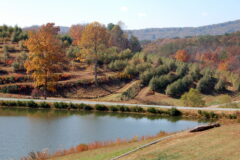 Apple Orchard at Mercier Orchards
